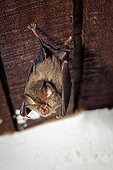 Greater Horseshoe Bat - Portugal ; Greater horseshoe bat, Rhinolophus ferrumequinum, on loft ceiling. Portugal