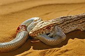 Desert Monitor eating a Sand Viper Mauritania 