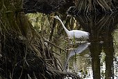 Great Egret (Ardea alba) fishing, Corkscrew Swamp, Florida