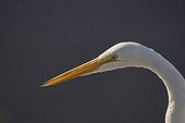 Great White Egret (Ardea alba) Florida, USA