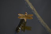 Eastern amberwing dragonfly (Perithemis tenera), Florida