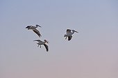 American White Pelicans (Pelecanus erythrorhynchos) in flight, Florida, USA
