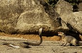 Indian Cobra against a gray Indian mongoose India 