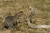 Indian Cobra against a gray Indian mongoose India 