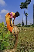Indian Cobra and woman gathering sticks Tamil Nadu India 