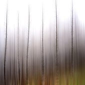 Conifère ; Blurred trees in a forest.