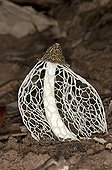 Crinoline Stinkhorn - Peru ; Bamboo fungus, bamboo pith, stinkhorn or veiled lady (Phallus indusiatus), the cap is covered with a foul-smelling slime, the gleba. Tambopata, Tambopata, Peru, South America