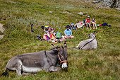 France ; Lunch break, donkey hike in the Queyras valley, Alps. Provence-Alpes-Cote d'Azur, Queyras Südalpen, Hautes-Alpes, France, Europe