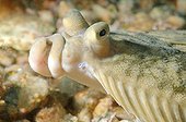 Poisson de mer - Russie ; Japanese flounder (Pleuronectes japonicus), Sea of Japan, Far East, Primorsky Krai, Russian Federation . Sea of Japan, Russia, Europe