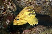 Poisson de mer - Russie ; Yellow Rockfish or Three-stripe Rockfish (Sebastes trivittatus), Sea of Japan, Far East, Primorsky Krai, Russian Federation . Sea of Japan, Russia, Europe