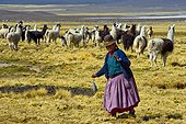 Aymara shepherdess spining the wool of Lama Sajama Bolivia