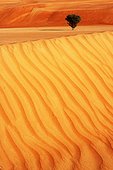 Tree on a dune desert Wahiba Oman 