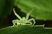 Crab spider in defensive posture on a sheet France
