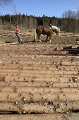 Skidding with horses in a spruce Vosges France 