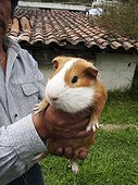 Man buying a guinea pig to cook Province Imbabura Ecuador