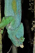 Parson's Chameleon down Andasibe Madagascar 