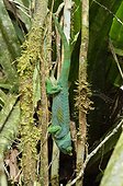 Parson's Chameleon down Andasibe Madagascar 
