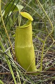 Urn Nepenthes of Madagascarr Ankanin'ny Nofy Madagasca