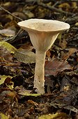 Trooping Funnel Cap undergrowth France 