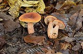 Milkcaps undergrowth France 
