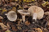 Milkcaps undergrowth France 