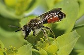 Solitary bee on Cypress Spurge flower Northern Vosges France