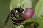Solitary Bee on Whortleberry flower Northern Vosges France