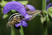 Honey Bee on Meadow Clary flower Northern Vosges France