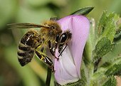 Honey Bee on Common Restharrow flower Northern Vosges France