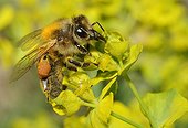 Honey Bee on Cypress Spurge flower Northern Vosges France