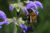 Tree Bumblebee on Meadow Clary Northern Vosges France
