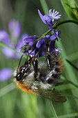 Brown Bumblebee on Polygala flower Northern Vosges France