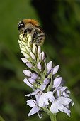 Brown Bumblebee on Orchid flower Northern Vosges France