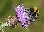 Bumblebee on Knapweed flower Northern Vosges France