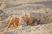 Ghost crab burying into the sand Egypt