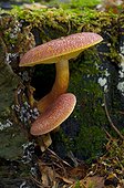 Plum and custard on a trunk Denmark