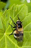 Hoverfly on a leaf Denmark