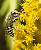 Colletid bee on Golden rod Northern Vosges France