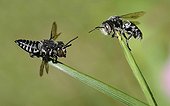 Sharp-tailed Bees on stalk Northern Vosges France