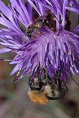 Mining Bee and Brown Bumblebee on Knapweed Northern Vosges