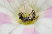 Mining Bee in Field Bindweed flower Northern Vosges France