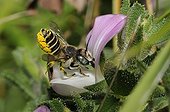 Leaf-cutting bee female on Restharrow flower Northern Vosges