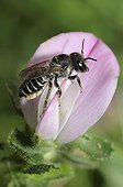 leaf-cutting Bee on Common Restharrow flower Northern Vosges