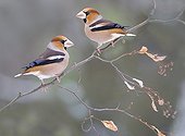 Hawfinches on a branch in winter Northern Vosges France