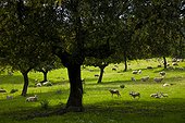 Sheeps in Sierra Andujar NP  Andalusia  Spain