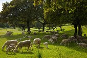 Sheeps in Sierra Andujar NP  Andalusia  Spain