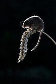 Harvest mouse backlit on an ear England