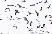 Red kites in flight over a snow bound UK