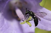 Masked Bee on Bellflower Campanula PNR Northern Vosges