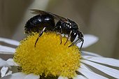 Masked Bee on Chamomile flower PNR Northern Vosges